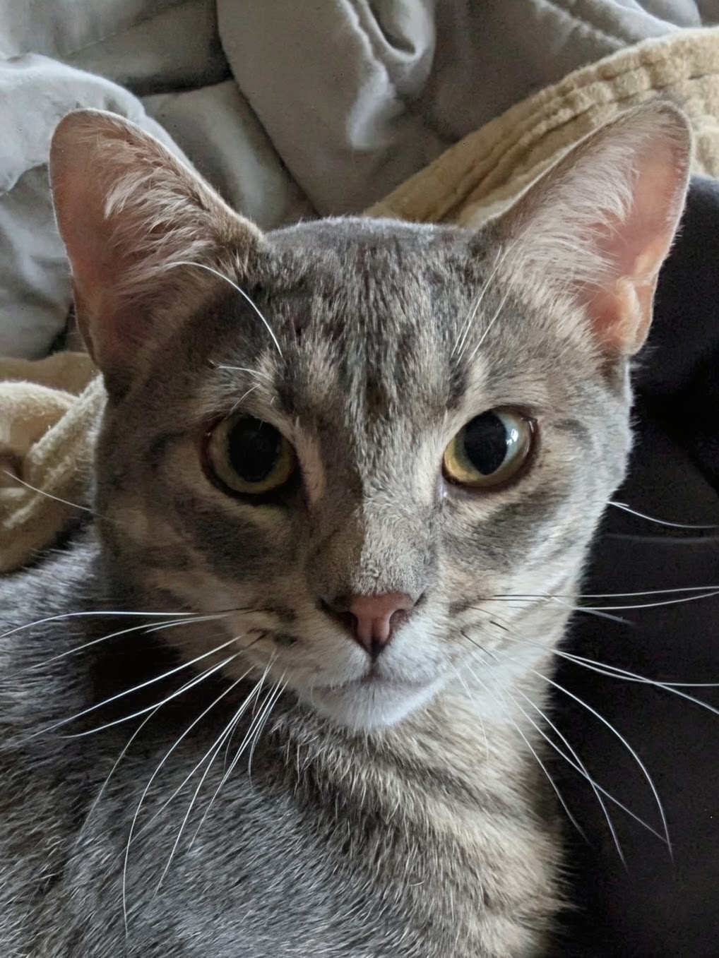 Pootie Cat